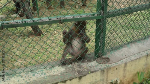Macaque Monkey Sitting Quietly Inside Zoo Enclosure Wildlife Habitat