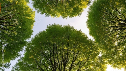 Looking up at vibrant green tree canopies under a clear sky.