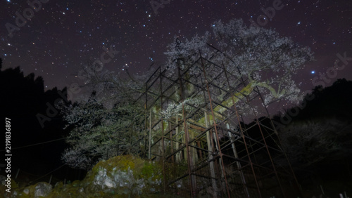 Plakat 満天の星空に咲く、幻想の大桜