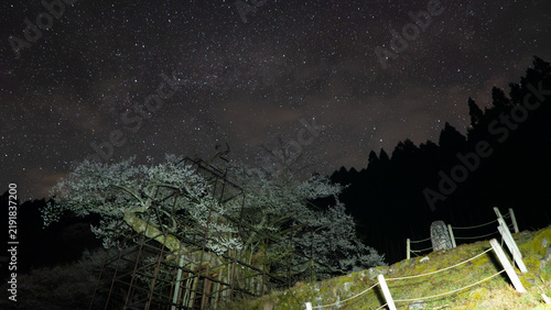 Plakat 星降る春夜、大きな桜が描く夢景色