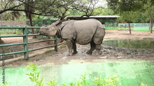 Solitary Rhinoceros Moving Across Zoo Habitat During Daytime