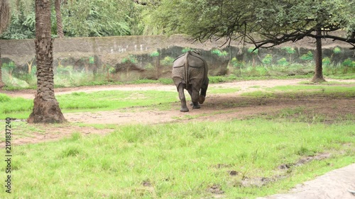 Indian Rhinoceros Walking Alone in Zoo Wildlife Conservation Habitat