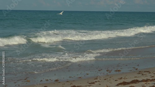 White ibis birds search for food along a sandy beach beside rolling ocean waves. Seaweed, wet sand, surf, and warm coastal light create a natural wildlife shoreline scene.