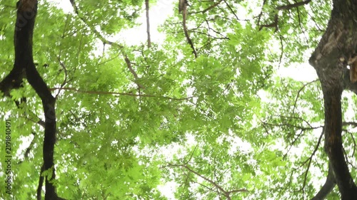 Upward Rotating Camera View Through Forest Tree Canopy and Green Leaves