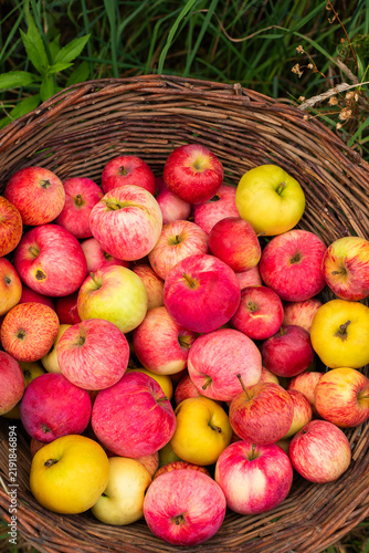 Abundant harvest of ripe red and yellow apples fills a rustic woven basket