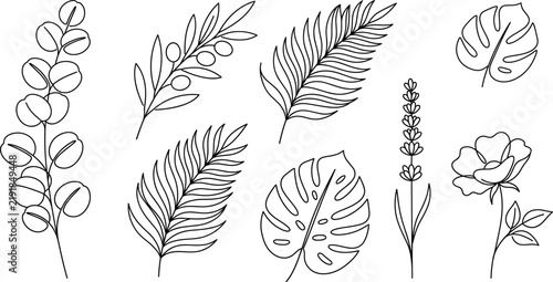 Botanical leaves and floral line art collection featuring eucalyptus olive palm monstera lavender rose vector illustration set