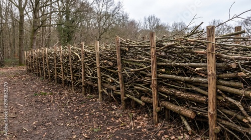 Dead Hedge Built From Cut Brash Between Stakes Showing Woodland Habitat Management