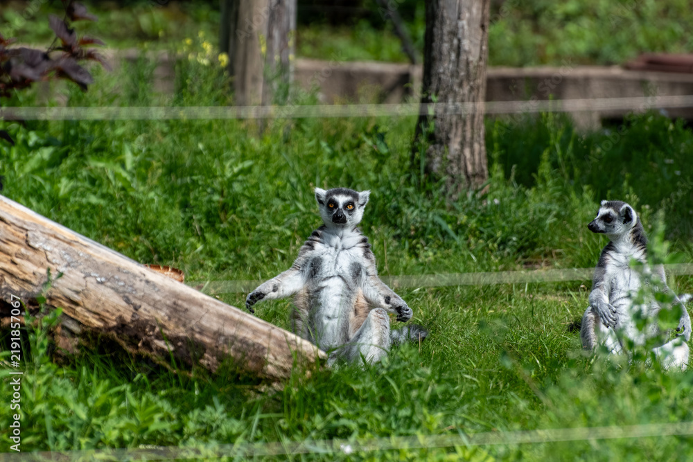 Obraz premium Ring-tailed lemur sunbathing on green grass in zoo