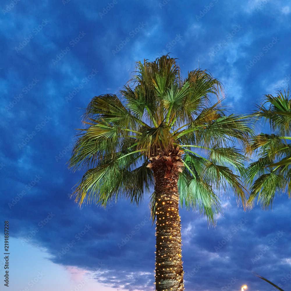 Obraz premium Illuminated palm trees in the city at evening against a blue, cloudy sky