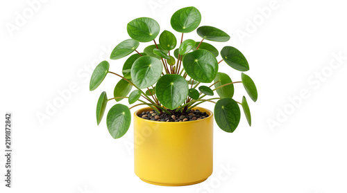 Pilea peperomioides houseplant in yellow ceramic pot, Chinese money plant with round green leaves, decorative indoor foliage for modern home decor isolated PNG with Transparent Background