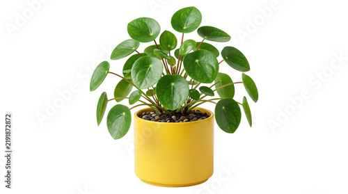 Pilea peperomioides in yellow ceramic pot, vibrant Chinese money plant with round green leaves, decorative indoor houseplant for modern home decor isolated PNG with Transparent Background