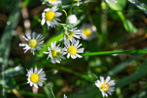 Foto White wild daisy flowers with morning dew drops in green grass top view macro