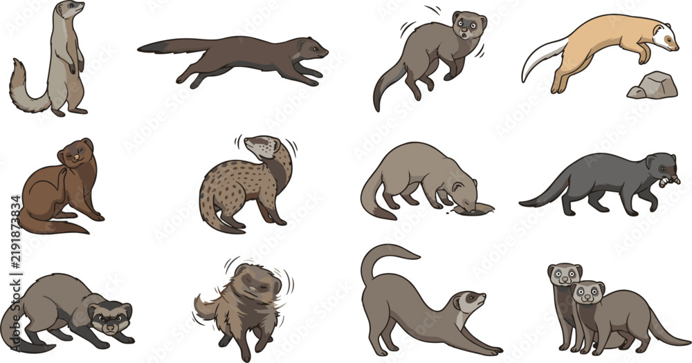 Obraz premium Weasel Ferret Marten Cartoon Animal Set in Different Poses Running Sniffing Stretching and Playing Vector Illustration Collection