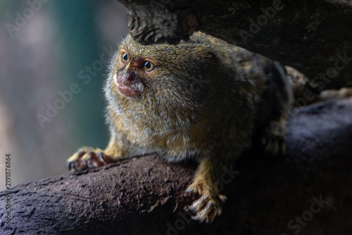 Cuadro en lienzo Pygmy marmoset perched on a branch
