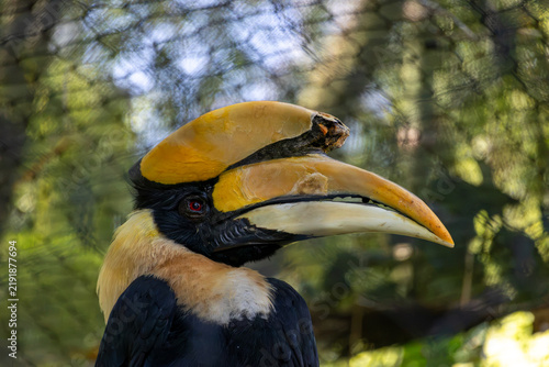 Foto Great hornbill portrait with large yellow casque