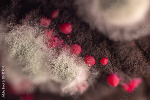 Foto Close-up view of mold growth with red spores on a dark surface, showcasing intri
