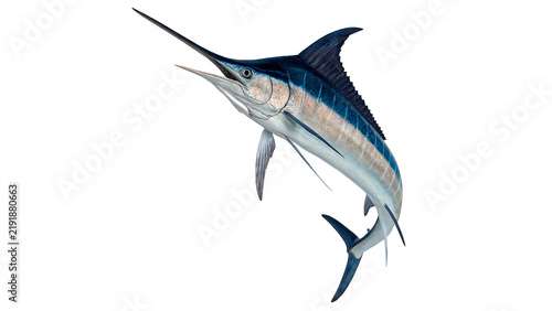 Dynamic swordfish marlin marine fish isolated oceanic predator wildlife element