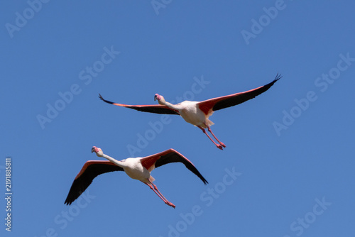 Flamants roses en vol
