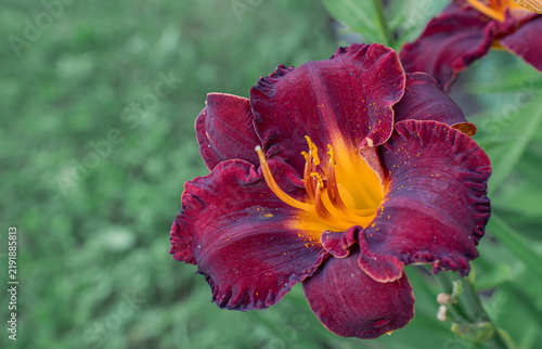 Bild auf Leinwand Dark red daylily flower with copy space in summer garden