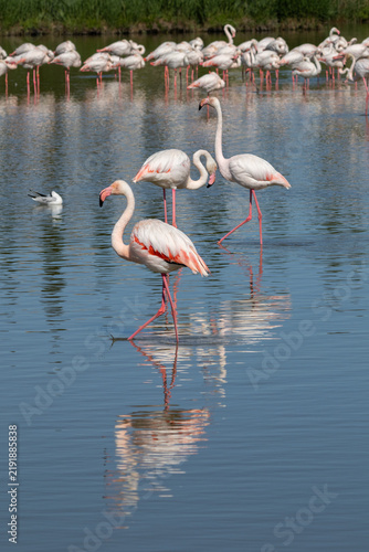 Flamants roses en Camargue