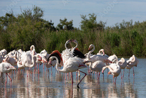 Flamants roses