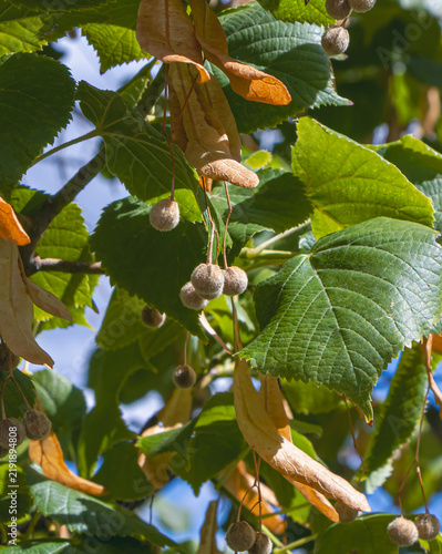 Obraz na plátně Linden tree seed clusters with papery bracts and green leaves glowing in warm su
