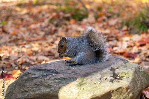 Gray squirrel sitting on rock eating nut with autumn leaf background in park