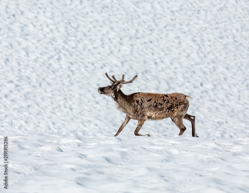 View of a reindeer walking across a snowy landscape in Fjord, More og Romsdal, Norway.