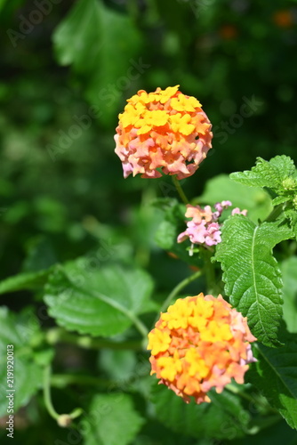 Foto Close Up of Pink and Yellow Lantana Flowers