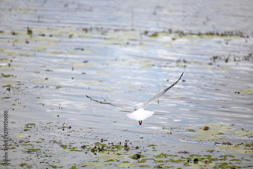 Foto A graceful Black-headed Gull with white feathers and visible red legs spreads it