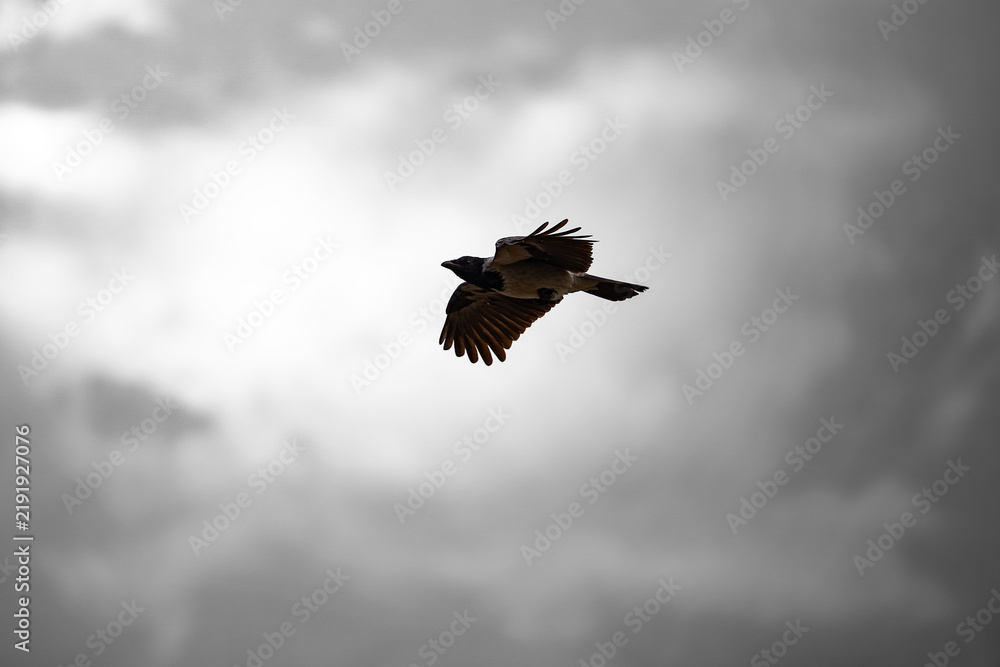 Obraz premium A powerful Corvus cornix, showcasing textured dark feathers, gracefully soars through a vast, diffused, overcast sky, illuminated by soft backlight