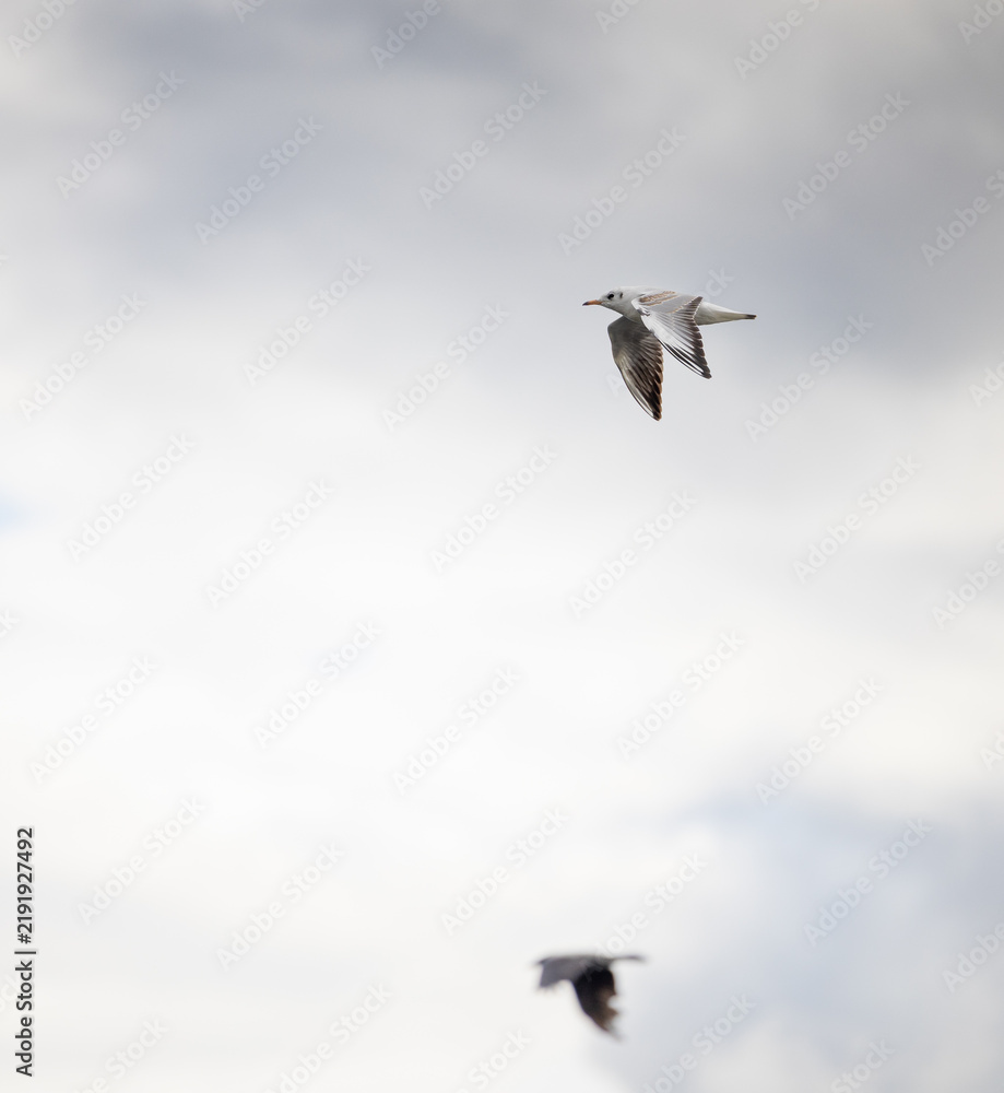 Obraz premium A graceful seabird glides through a soft, overcast sky, its white and grey plumage catching the diffused natural light as it soars freely with wings spread wide