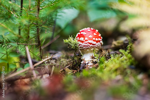 Beautiful red fly agaric mushroom in wild autumn forest undergrowth.