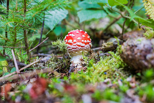 Beautiful red fly agaric mushroom in wild autumn forest undergrowth.