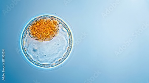 High-resolution micrograph showing a human blastocyst with a prominent inner cell mass and distinct trophoblast layer, under DIC microscopy, microscopic, biology, laboratory