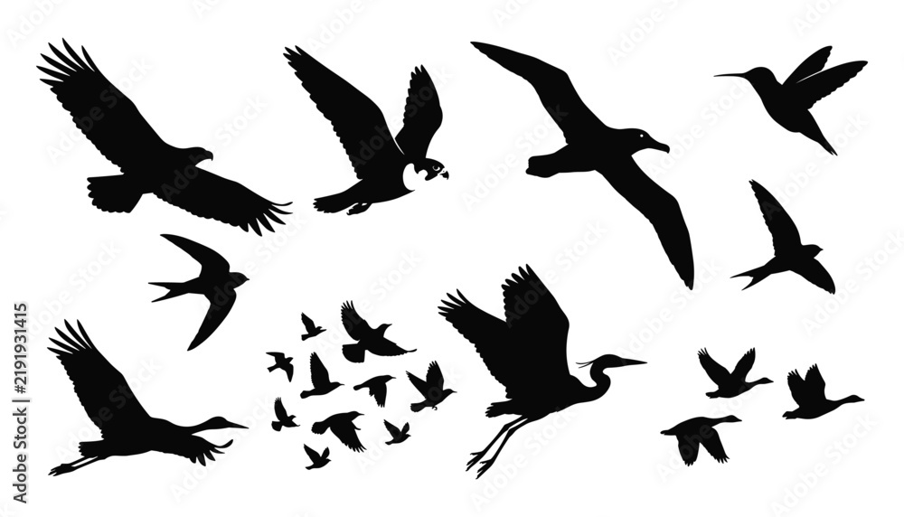 Obraz premium Black Bird Silhouette Collection with Flying Eagles, Seagulls, Hummingbirds, Cranes, Flocks, and Various Wild Bird Shapes for Nature Designs
