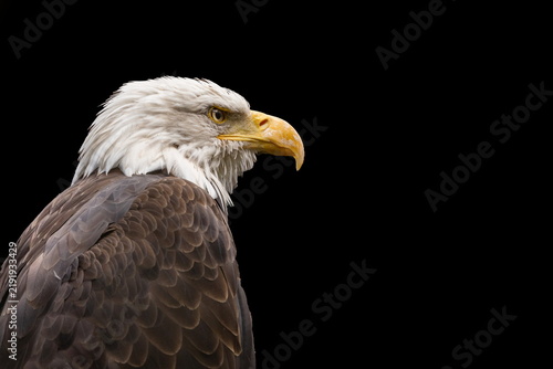 Obraz w ramie Weißkopfseeadler