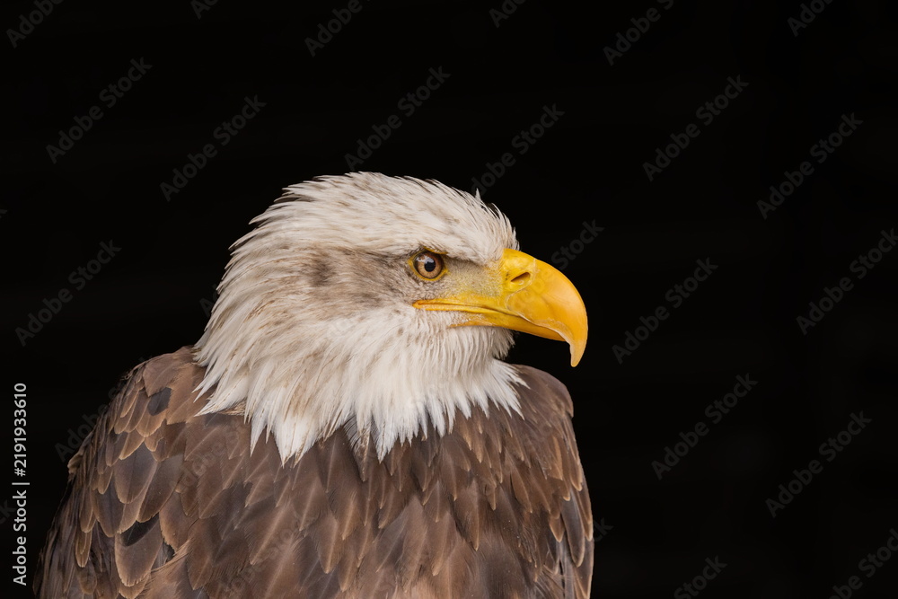 Obraz premium Weißkopfseeadler