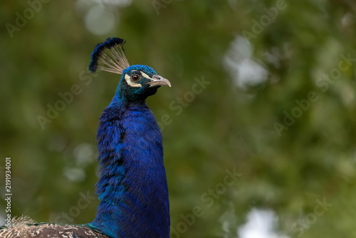 Blauen Pfau