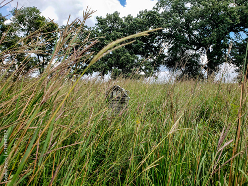 Foto Smith Cemetery State Nature Preserve, Plain City, Ohio