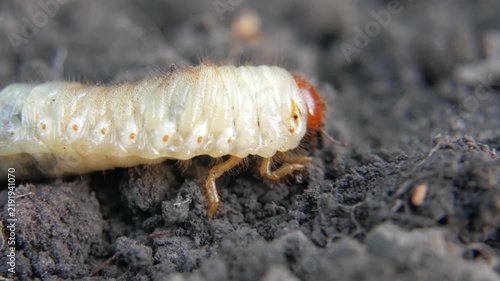 Macro Close-Up of Cockchafer Beetle Larva Melolontha Crawling and Burrowing into Dark Agricultural Soil.
