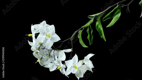 Elegant Branch of Solanum laxum with White Flowers on Black Background