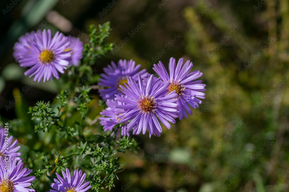 Fototapeta premium Purple flowers of Symphyotrichum novi-belgii blooming in a sunny autumn garden, providing vibrant late-season color