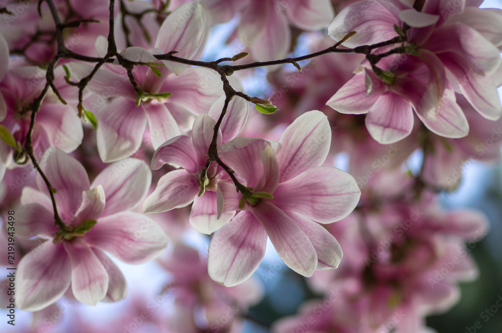 Obraz premium Magnolia soulangeana also called saucer magnolia flowering springtime tree with beautiful pink white flower on branches