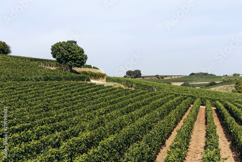 Foto Rows of lush green grapevines stretching across rolling vineyards in Saint Emili