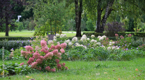 Bush of hydrangea in flower pot on countryside backyard