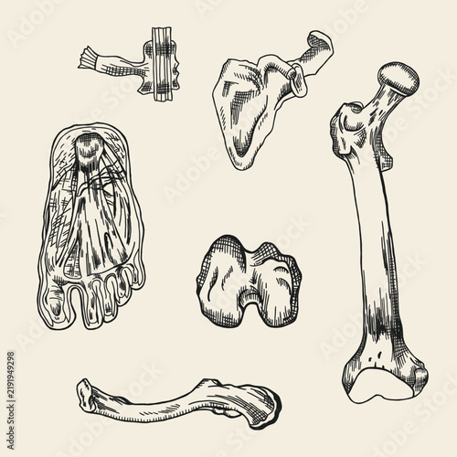 Bild auf Leinwand hand drawn engraving anatomy bone illustration