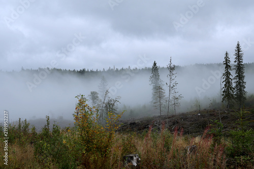 Naklejka Fog