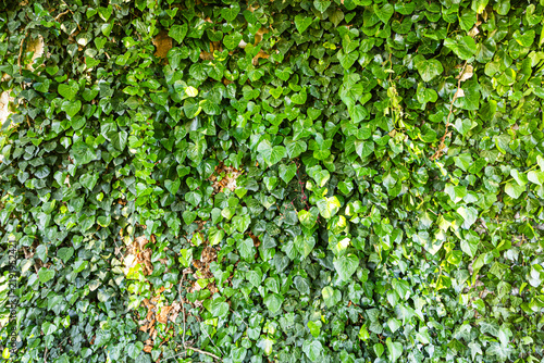 Lush Green Ivy Wall With Heart-Shaped Leaves and Intertwined Climbing Vines Texture