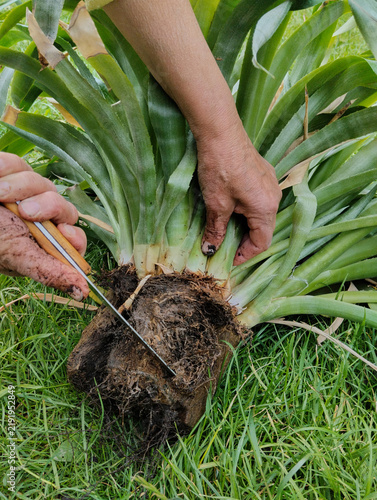 Propagating bromeliad plant by dividing offsets close up, Home gardening and plant care propagation concept